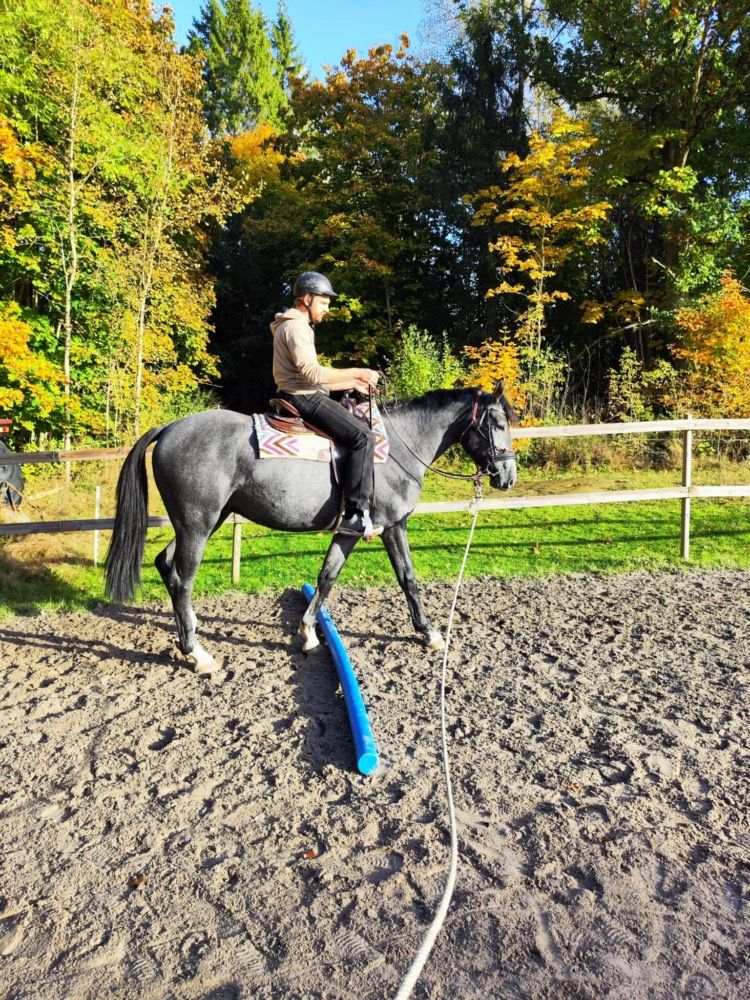 Zweeds warmbloed springpaard Ruin 2 jaar Schimmel te koop - Foto 4
