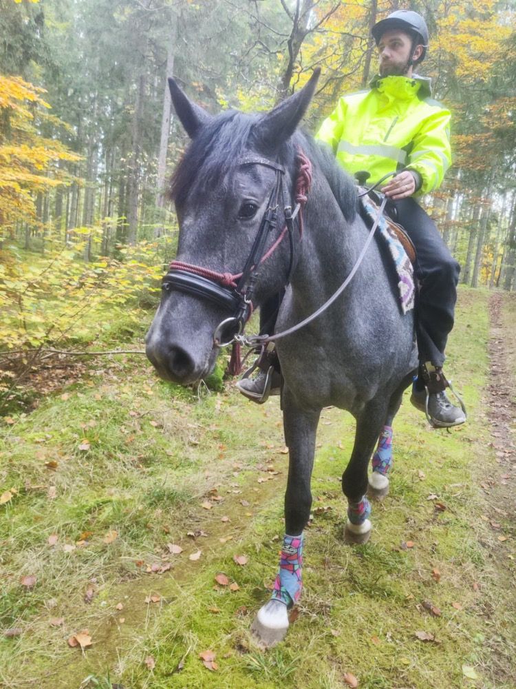 Zweeds warmbloed springpaard Ruin 2 jaar Schimmel te koop - Foto 5