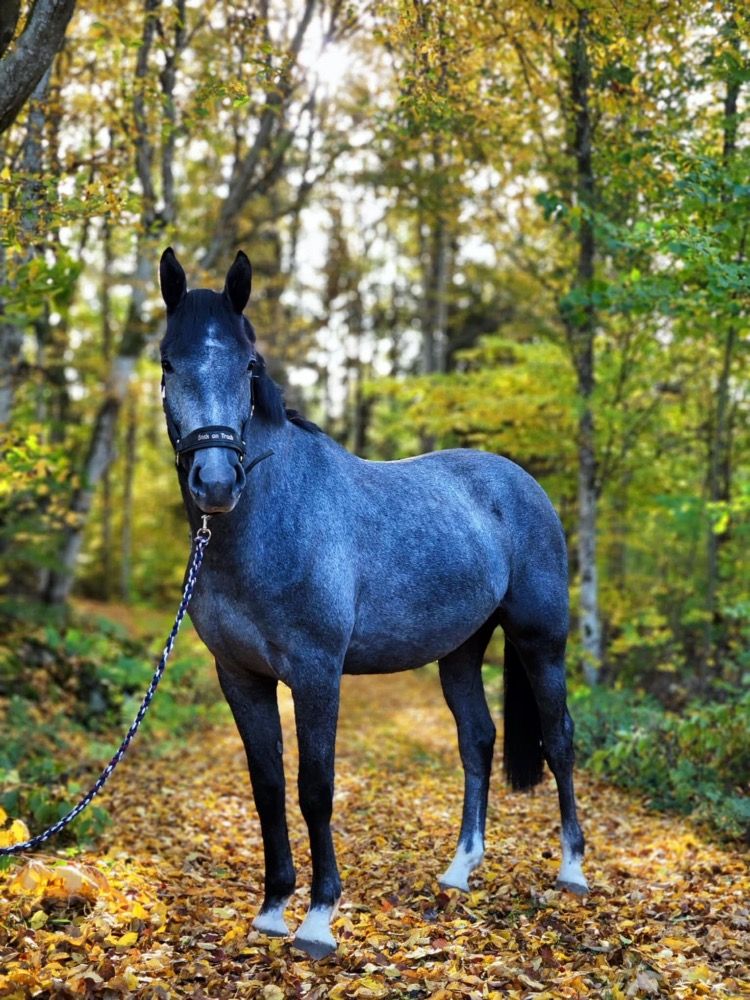 Zweeds warmbloed springpaard Ruin 2 jaar Schimmel te koop - Foto 2