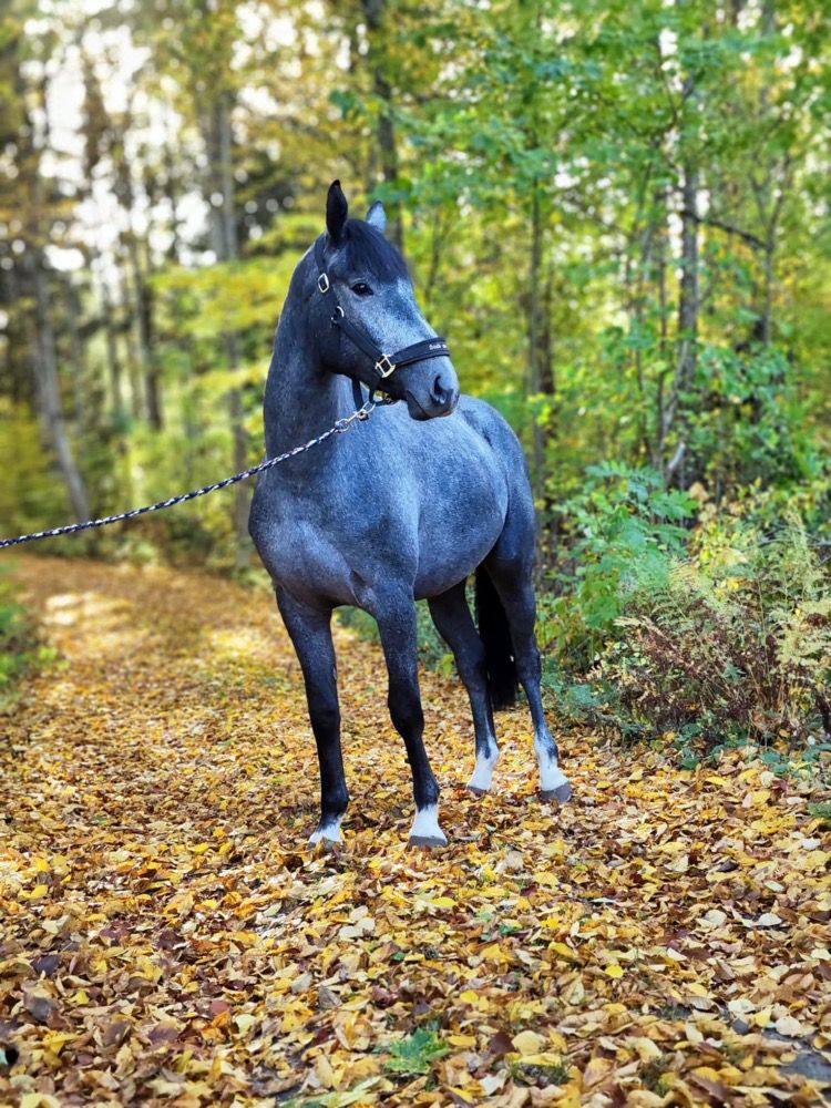 Talented Young SWB Gelding Ready for New Challenges