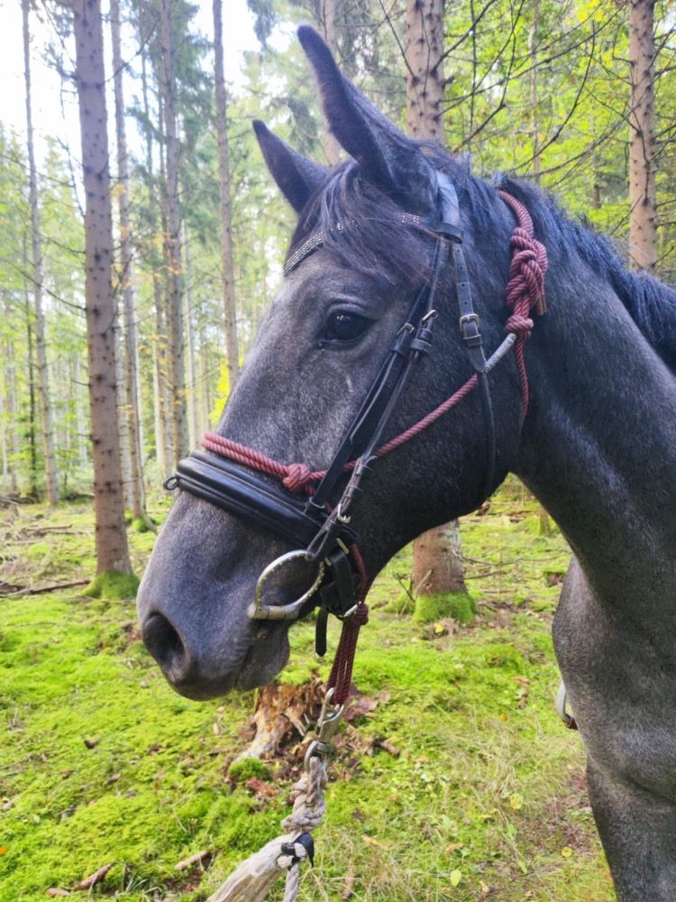 Zweeds warmbloed springpaard Ruin 2 jaar Schimmel te koop - Foto 3
