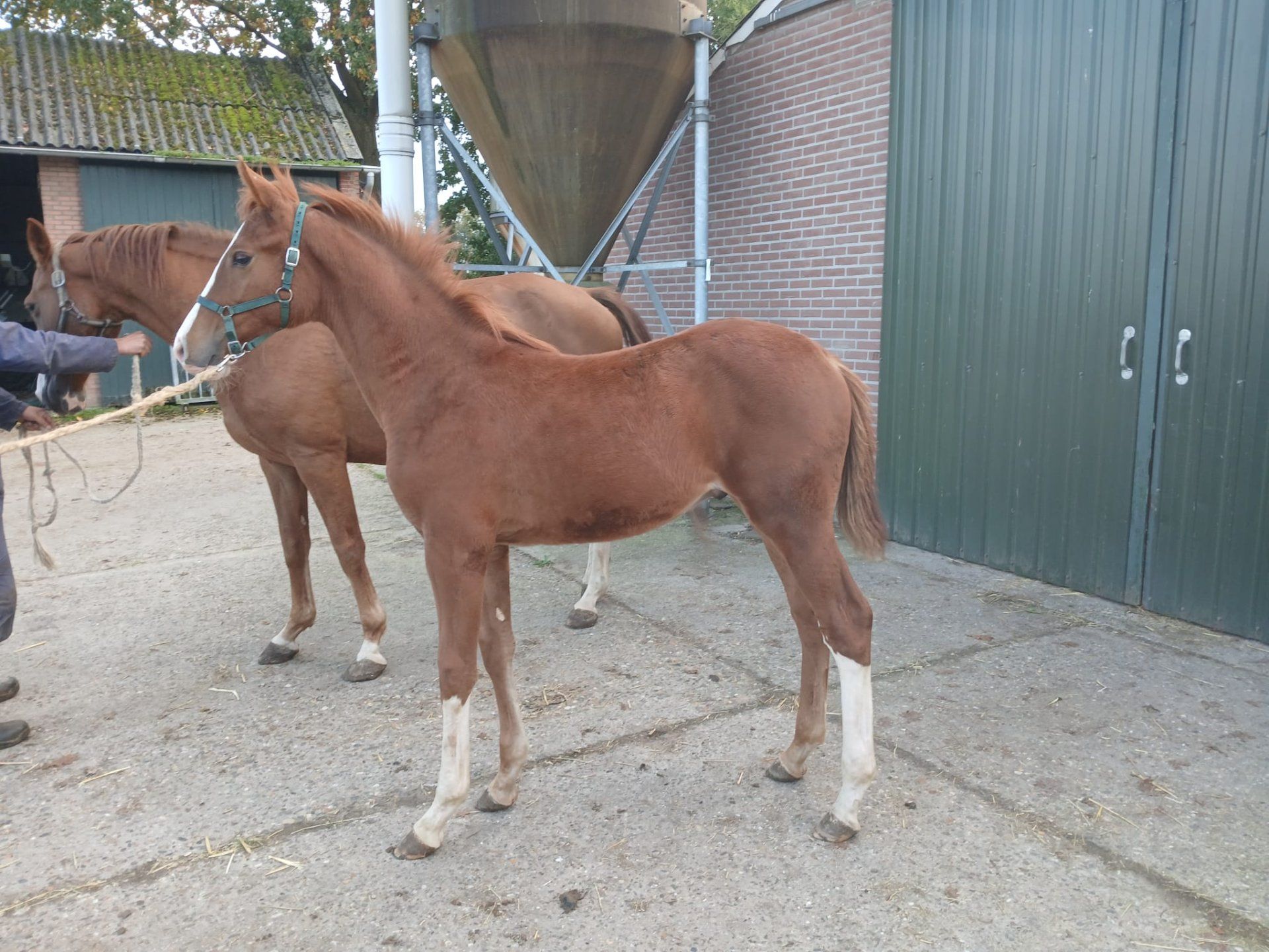 kwpn springpaard hengst 0 years old vos for sale - Photo 2