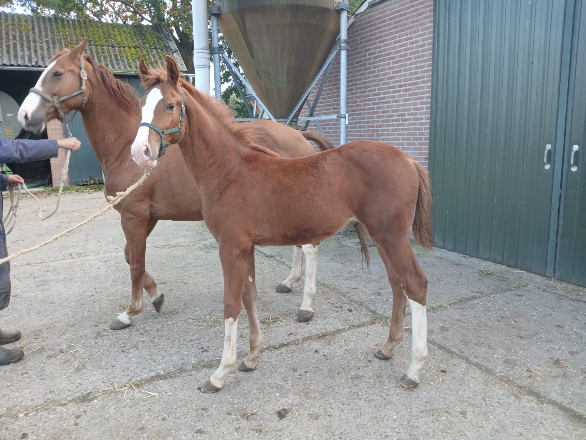 Willy Wonka F, showjumper, stallion, 0 years