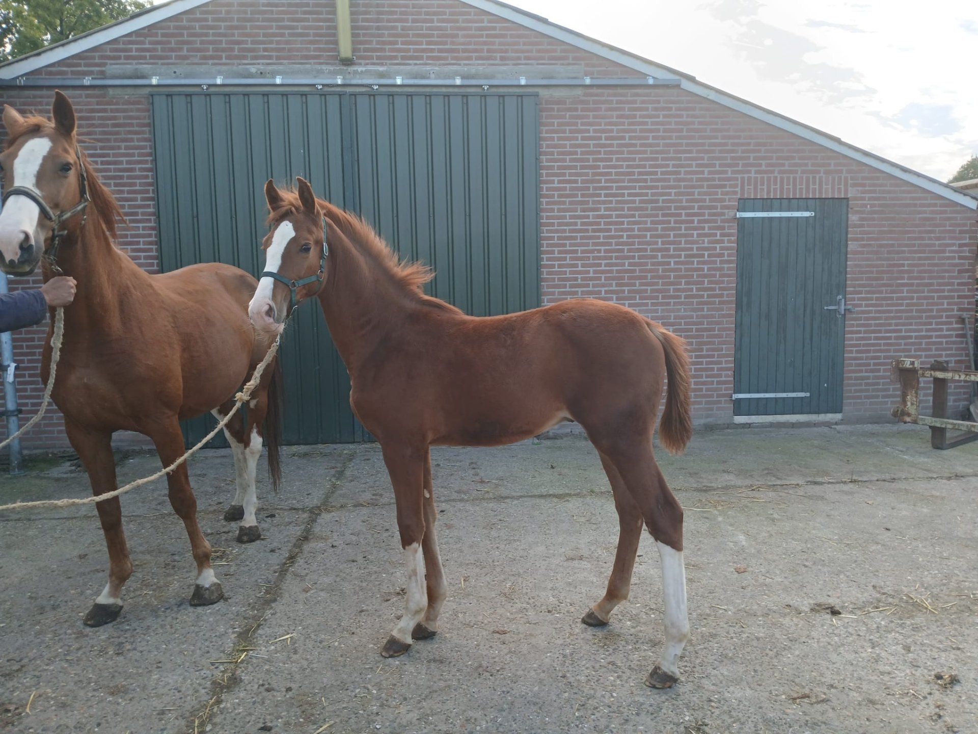 kwpn springpaard hengst 0 years old vos for sale - Photo 3