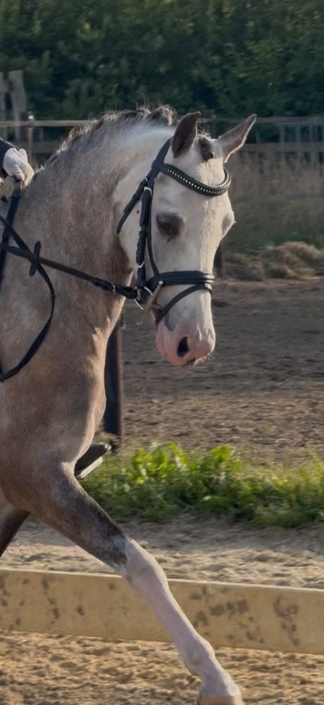 Welsh springpony Ruin 4 years old Schimmel for sale - Photo 4