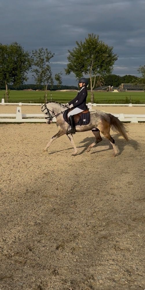 Welsh springpony Ruin 4 years old Schimmel for sale - Photo 6