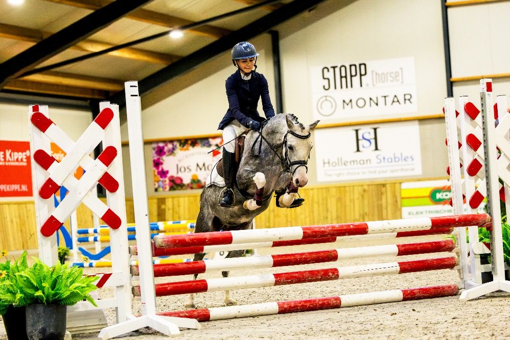 Welsh springpony Ruin 4 years old Schimmel for sale - Photo 5
