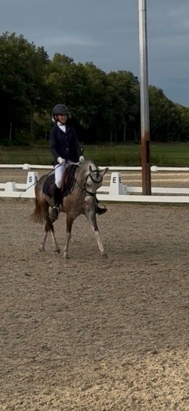 Welsh springpony Ruin 4 years old Schimmel for sale - Photo 2