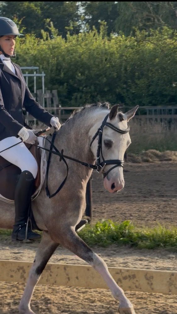 Welsh springpony Ruin 4 years old Schimmel for sale - Photo 3