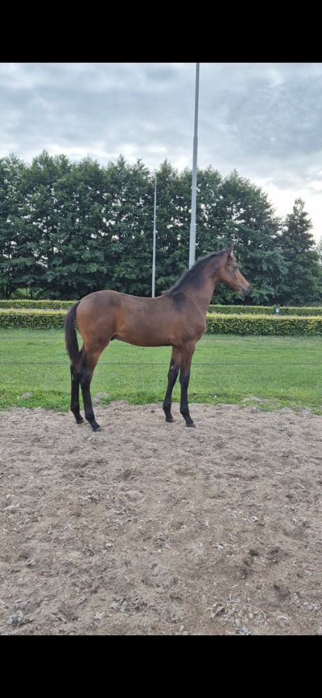 KWPN dressuurpaard Hengst Bruin te koop - Foto 2