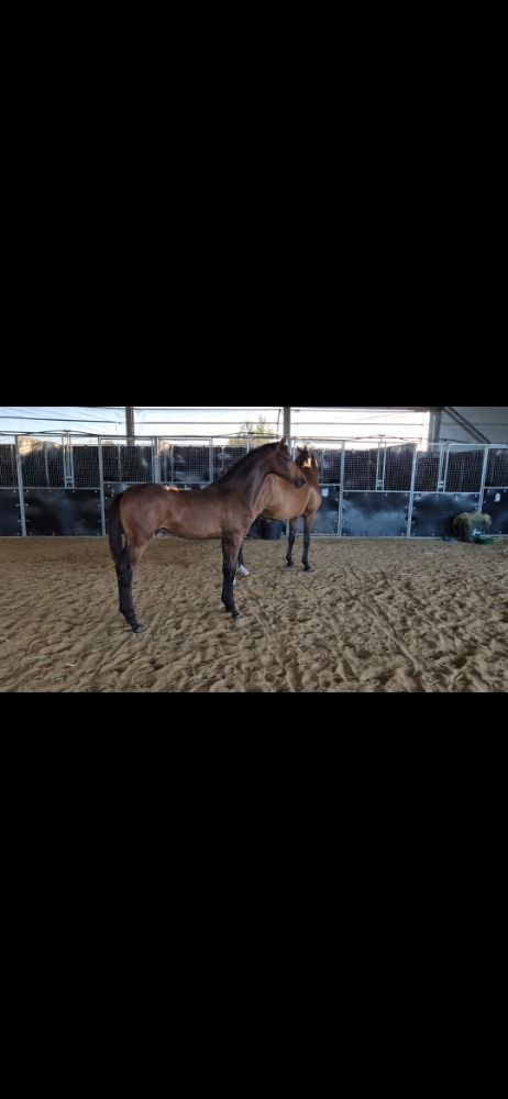KWPN dressuurpaard Hengst Bruin te koop - Hoofdfoto