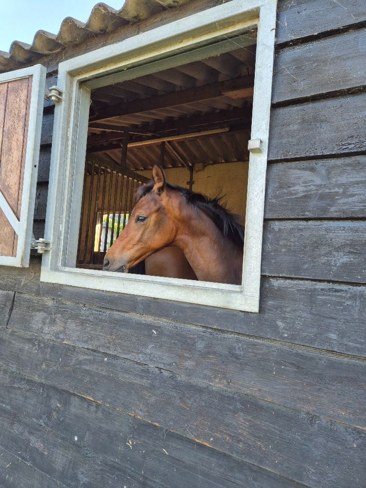 KWPN dressuurpaard Hengst Bruin te koop - Foto 3