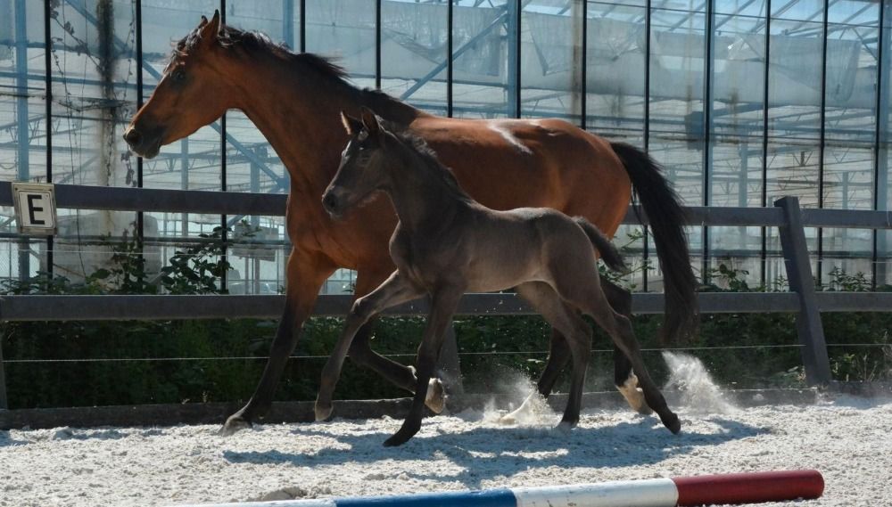 KWPN dressuurpaard Donkerbruin te koop - Foto 2