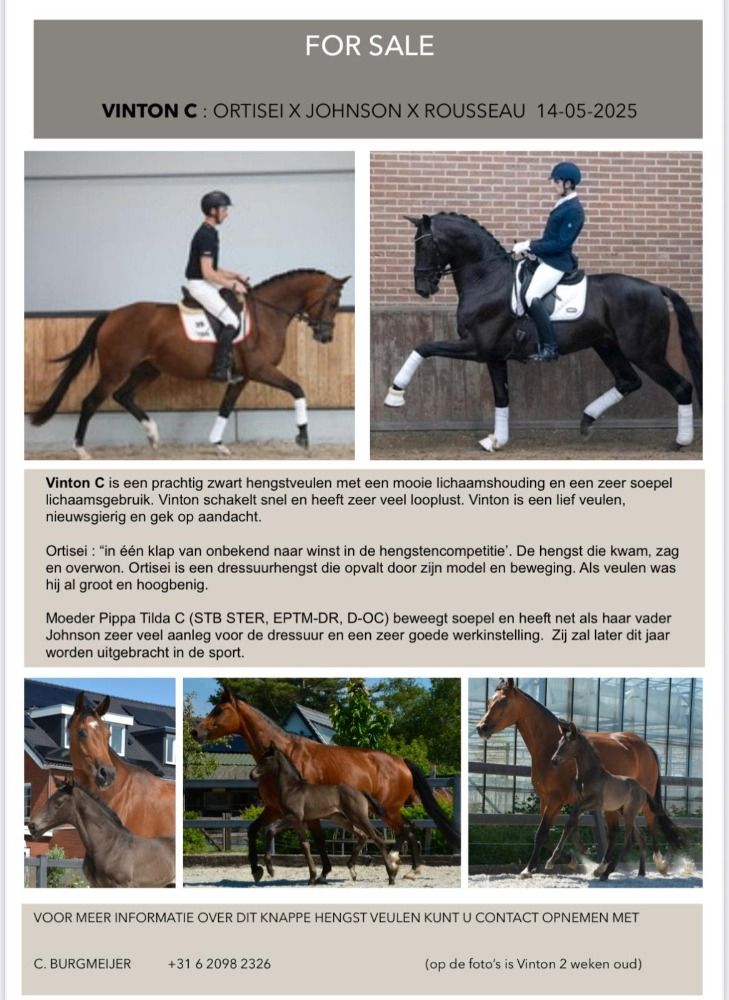 KWPN dressuurpaard Donkerbruin te koop - Foto 5