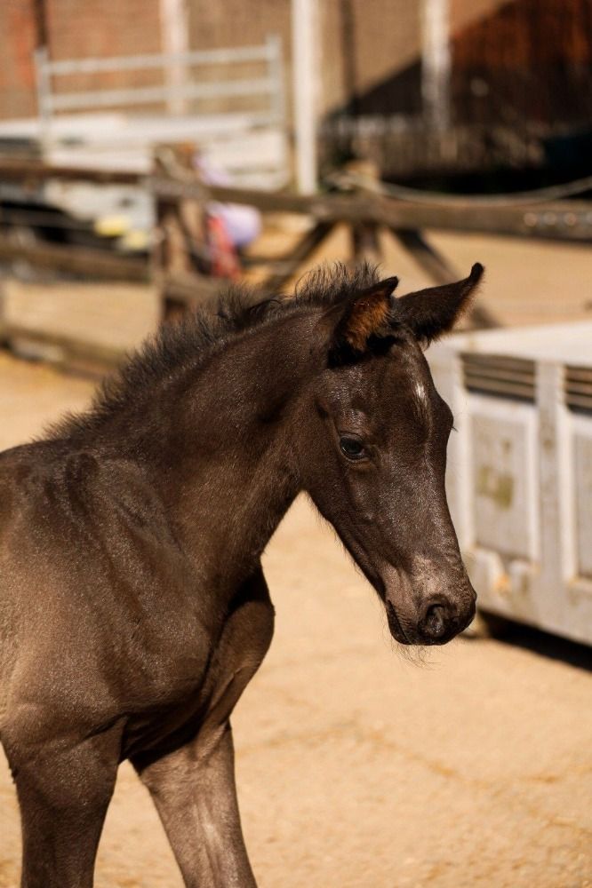 KWPN dressuurpaard Donkerbruin te koop - Hoofdfoto