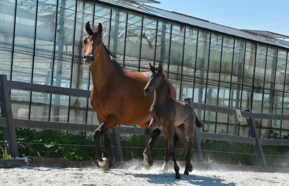 KWPN dressuurpaard Donkerbruin te koop - Foto 4