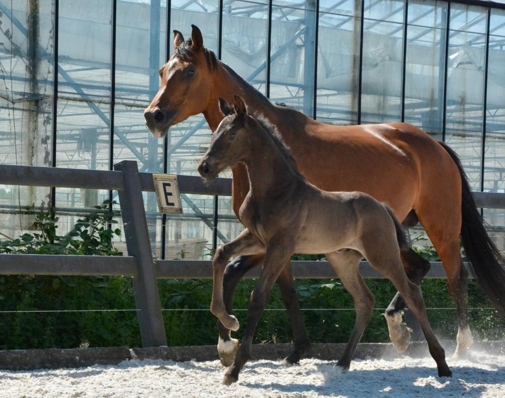 KWPN dressuurpaard Donkerbruin te koop - Foto 3