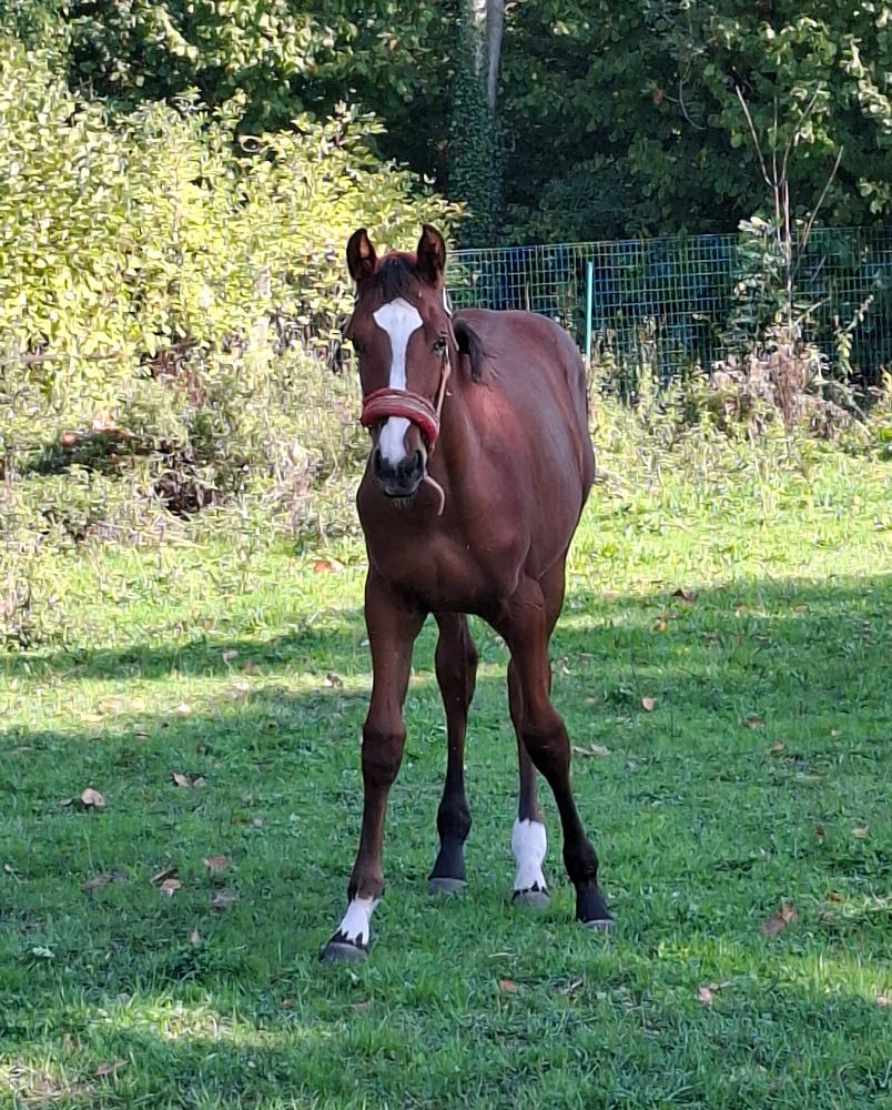 BWP springpaard Merrie Bruin te koop - Foto 3