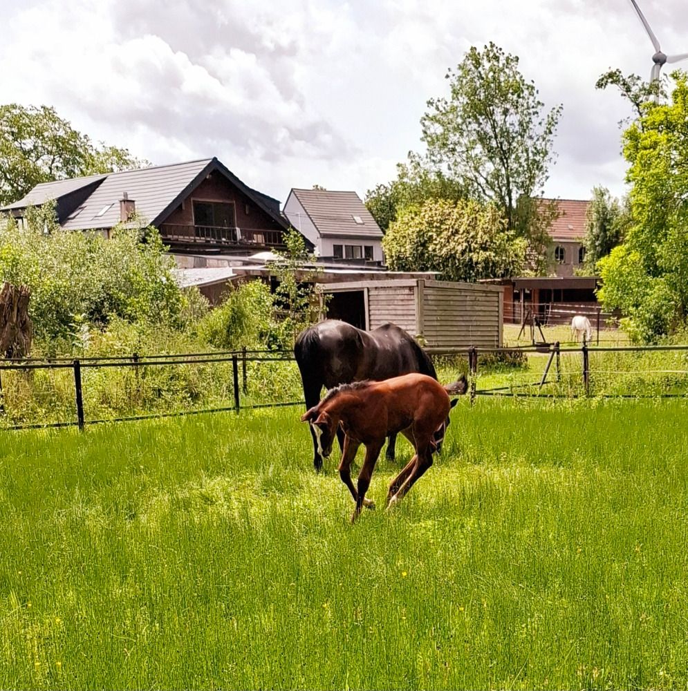BWP springpaard Merrie Bruin te koop - Hoofdfoto