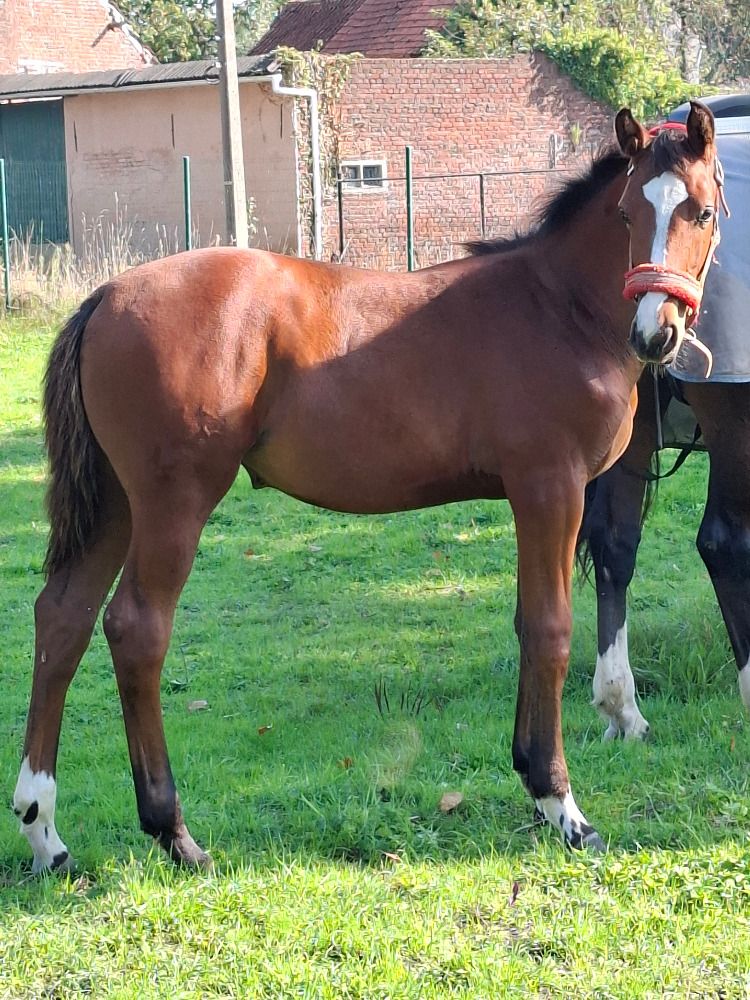 BWP springpaard Merrie Bruin te koop - Foto 2