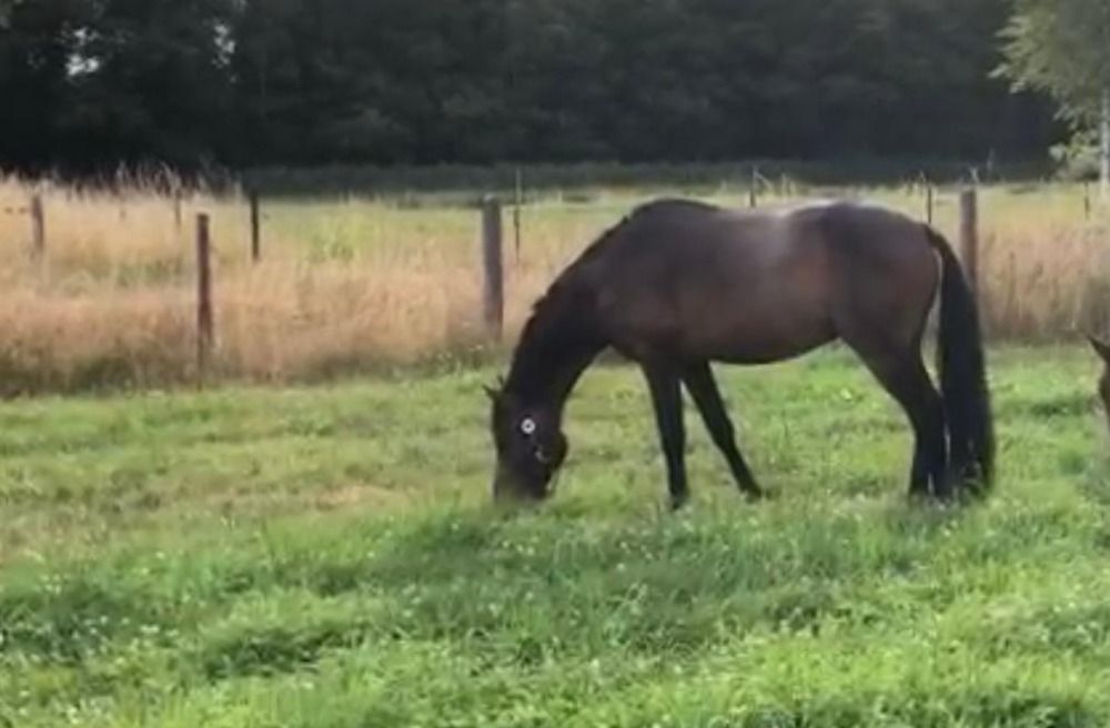 BWP springpony Ruin 2 jaar Donkerbruin te koop - Foto 2