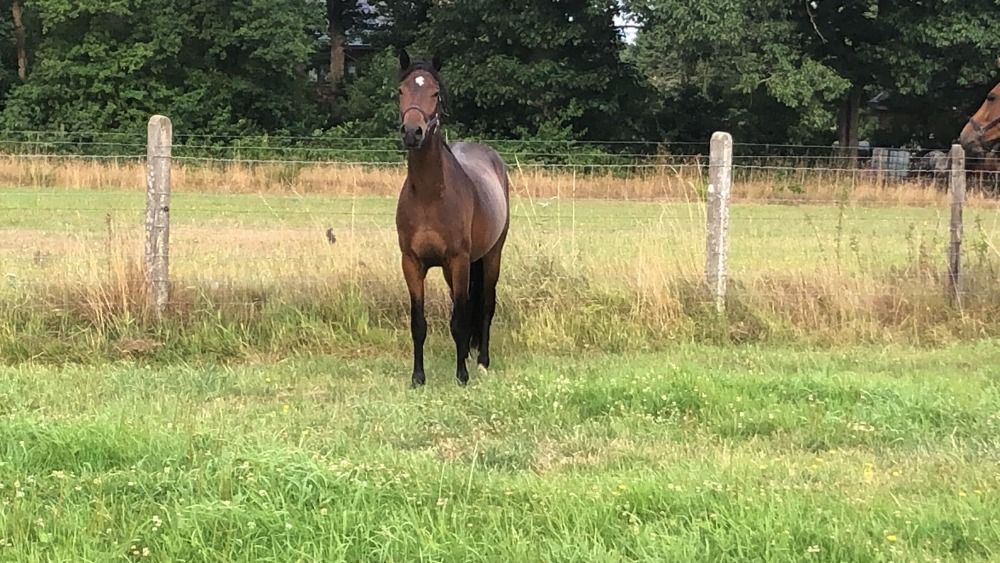 BWP springpony Ruin 2 jaar Donkerbruin te koop - Foto 4