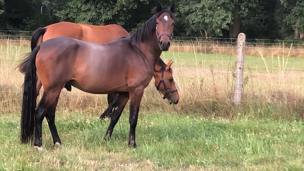BWP springpony Ruin 2 jaar Donkerbruin te koop - Foto 3