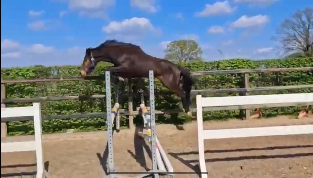 Beloftevolle 2-jarige springpony