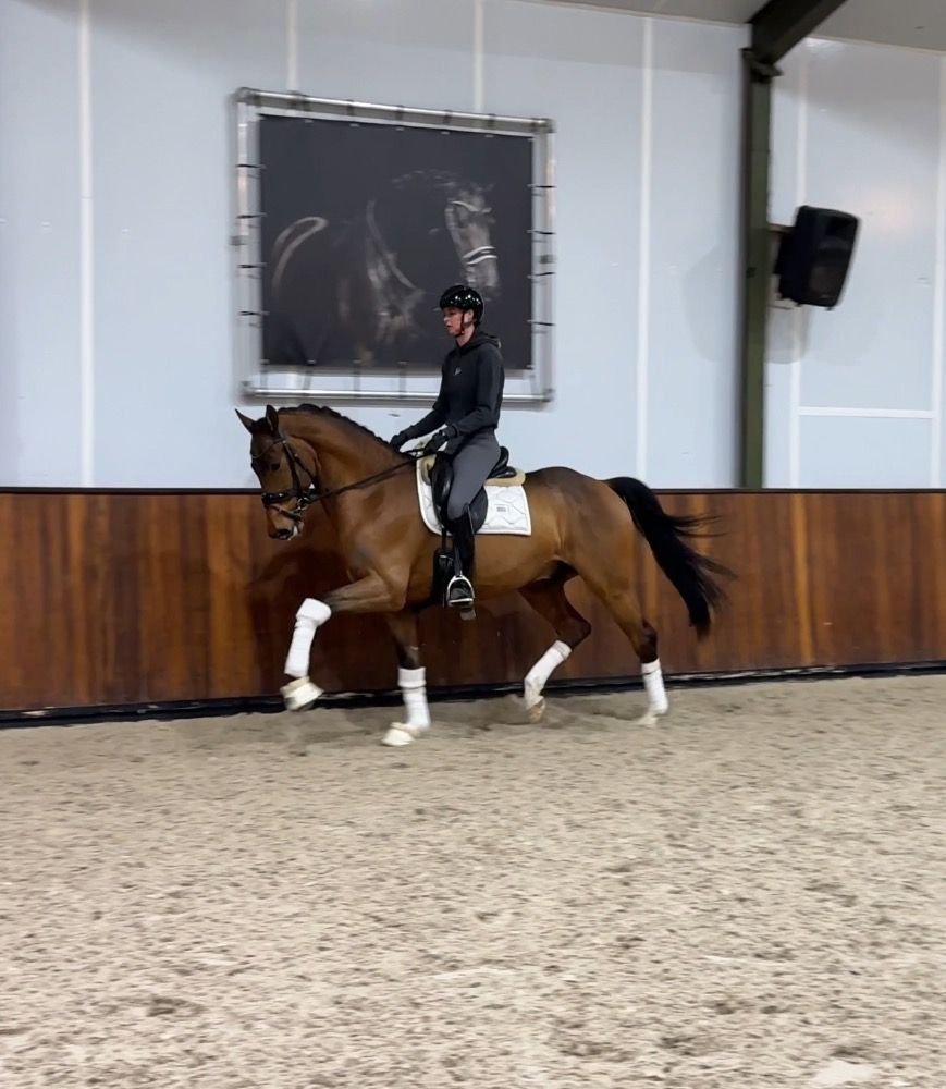 dressuurpaard Ruin 7 jaar Bruin te koop - Foto 3