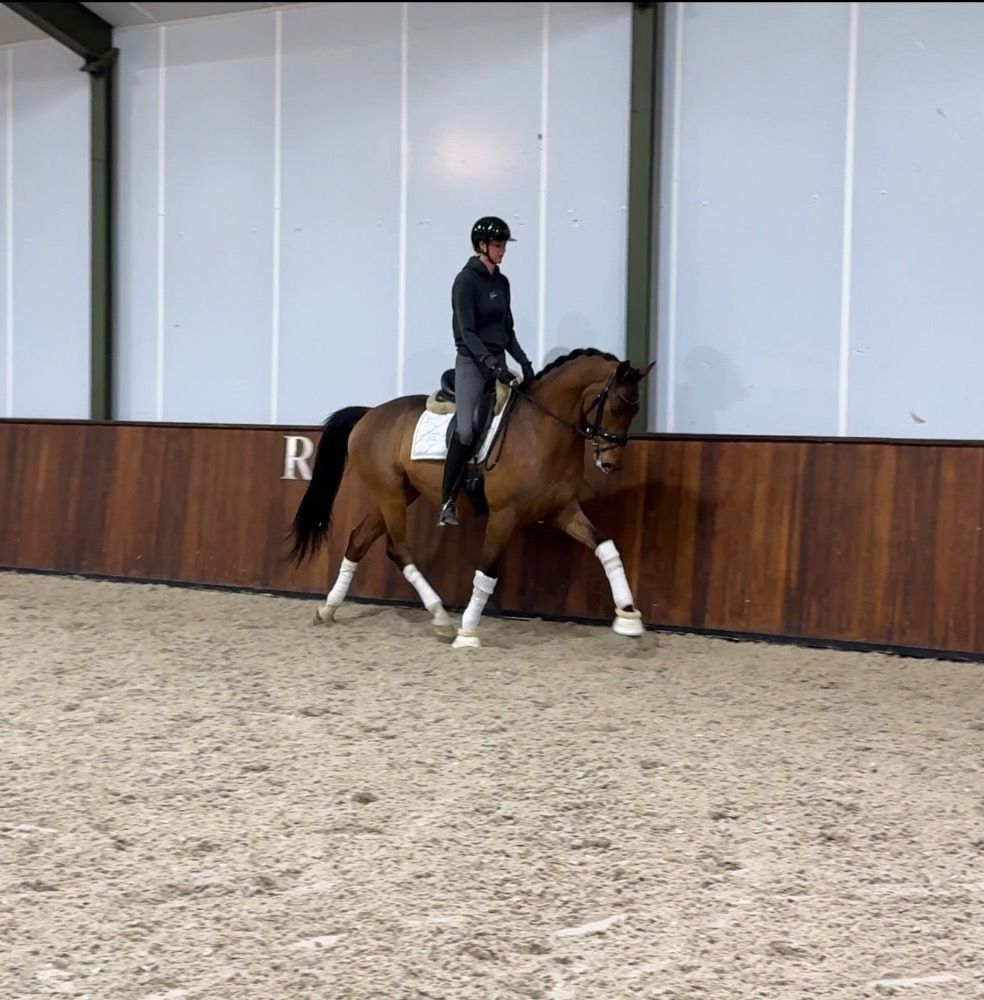 dressuurpaard Ruin 7 jaar Bruin te koop - Foto 2