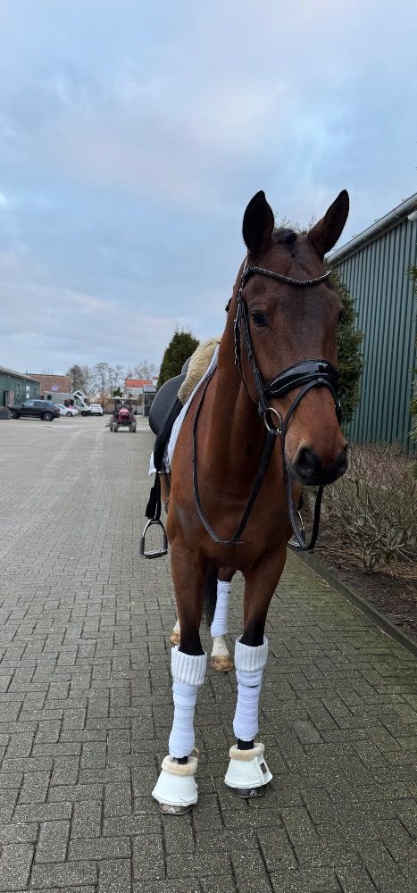 dressuurpaard Ruin 7 jaar Bruin te koop - Foto 5