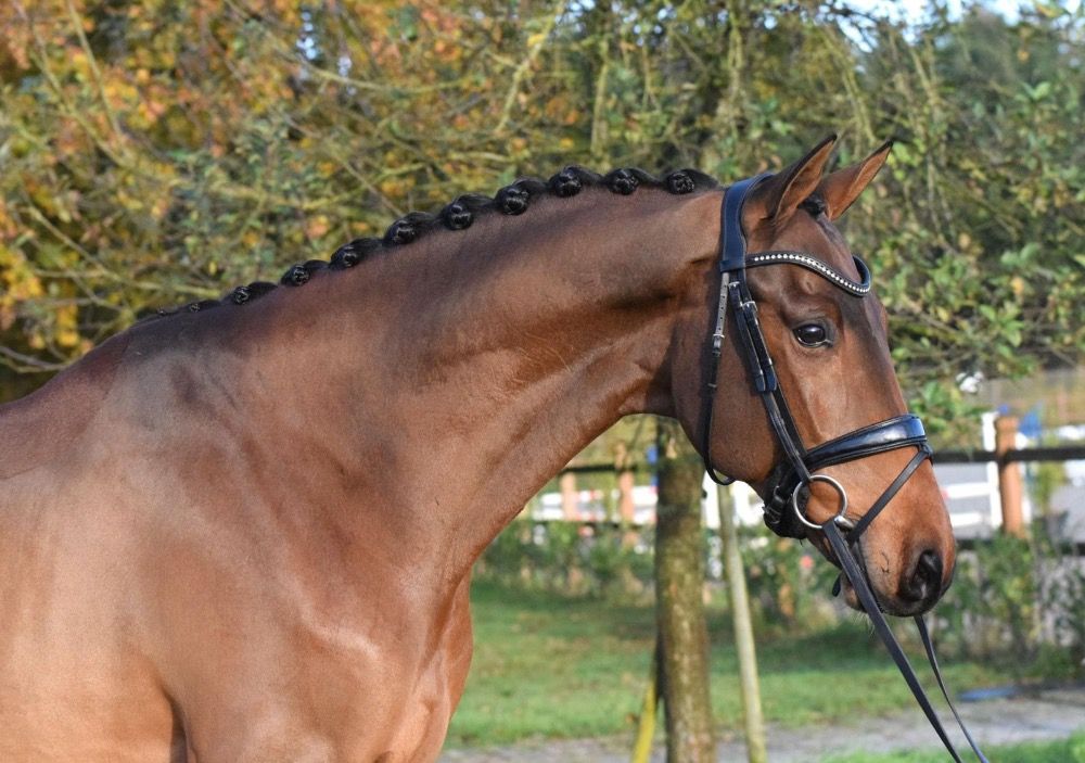 dressuurpaard Ruin 7 jaar Bruin te koop - Foto 4