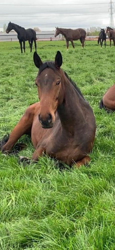 Risque-Tout 4-jarig paard
