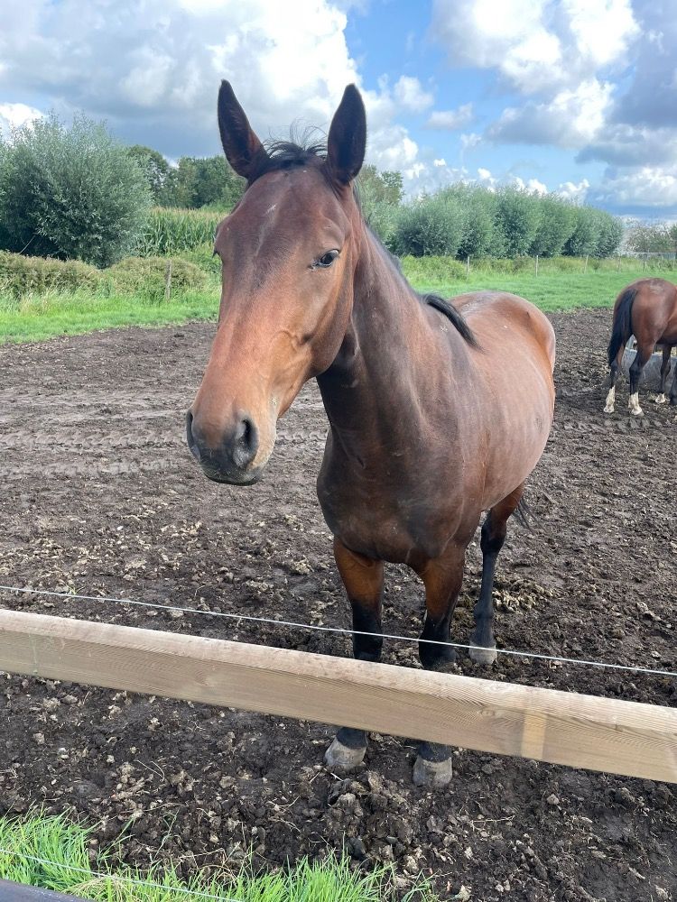 Zangersheide springpaard Ruin 4 jaar Donkerbruin te koop - Foto 2