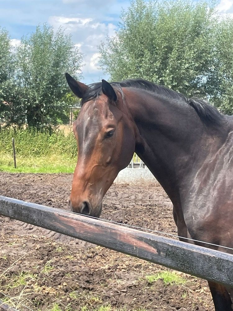 Zangersheide springpaard Ruin 4 jaar Donkerbruin te koop - Foto 3
