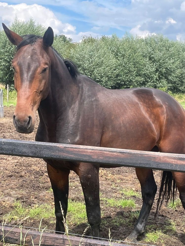 Zangersheide springpaard Ruin 4 jaar Donkerbruin te koop - Foto 4