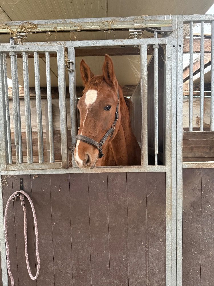 KWPN springpaard Hengst Vos te koop - Hoofdfoto