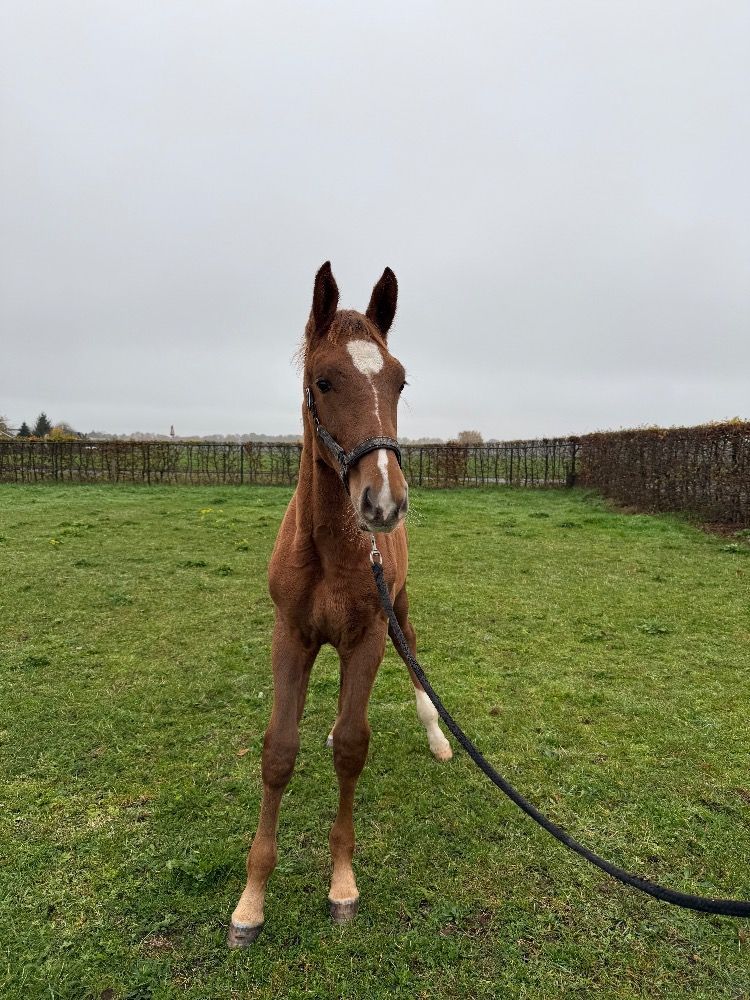KWPN springpaard Hengst Vos te koop - Foto 2