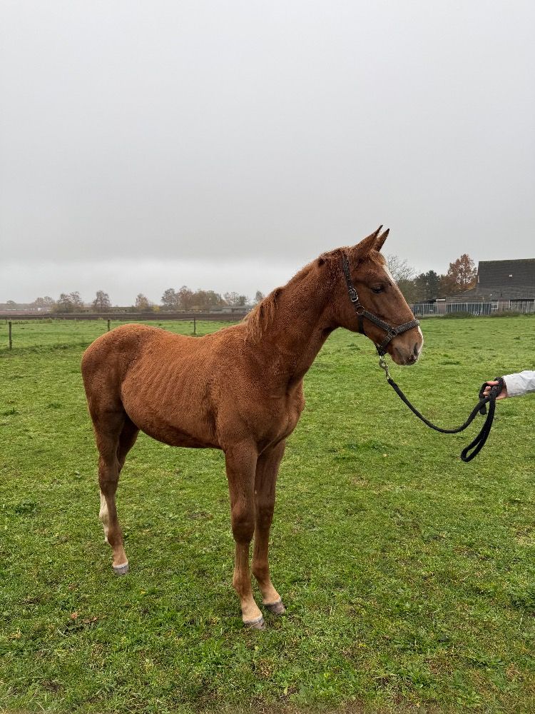KWPN springpaard Hengst Vos te koop - Foto 3