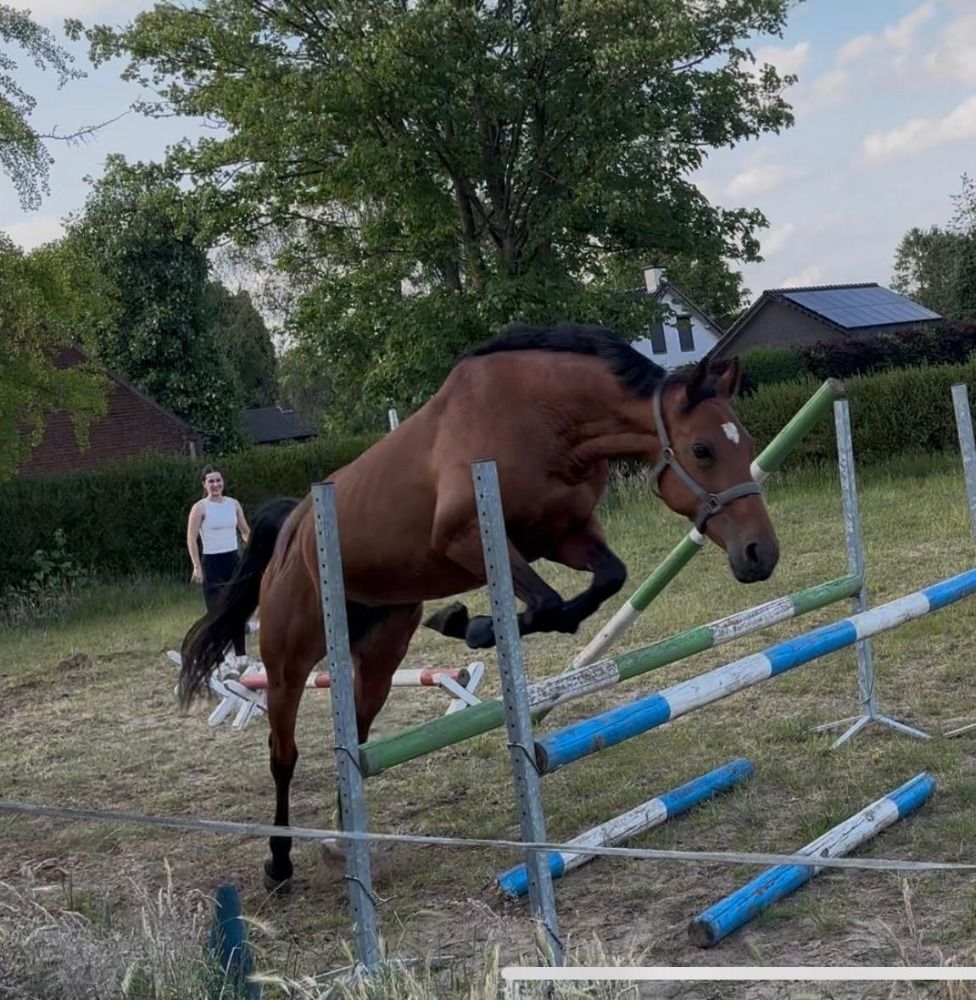 KWPN springpaard Merrie 11 jaar Bruin te koop - Foto 3