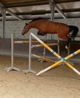 KWPN springpaard Merrie 11 jaar Bruin te koop - Foto 2