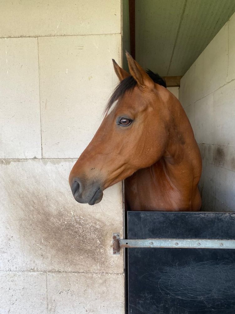 KWPN springpaard Merrie 11 jaar Bruin te koop - Hoofdfoto