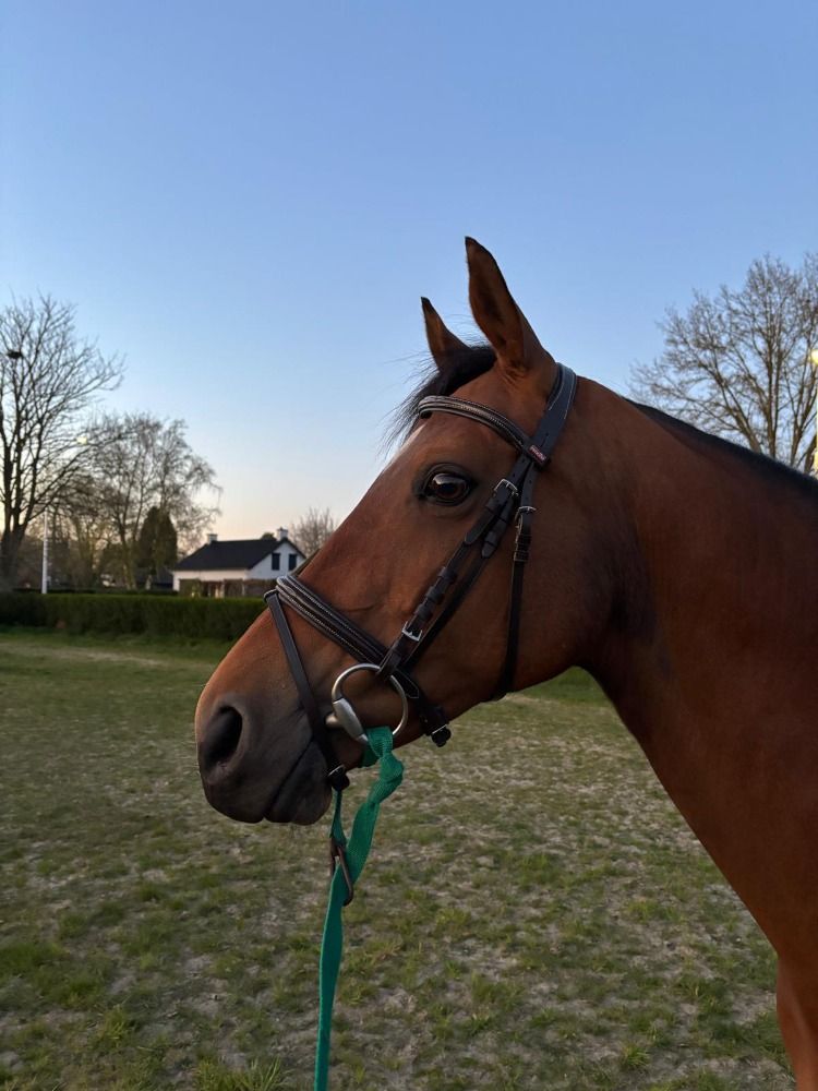 KWPN springpaard Merrie 11 jaar Bruin te koop - Foto 4