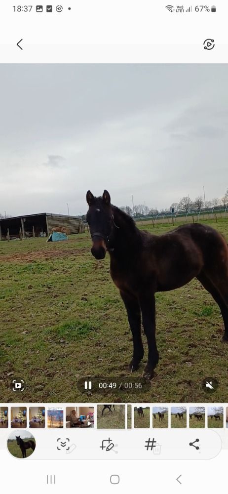 bloedmooi springgefokt veulen