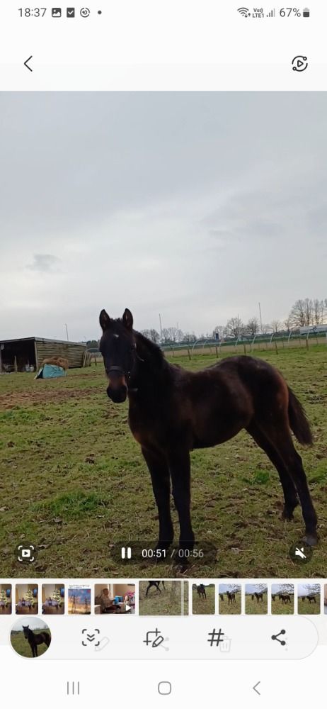 Zangersheide springpaard Hengst Zwart te koop - Foto 2