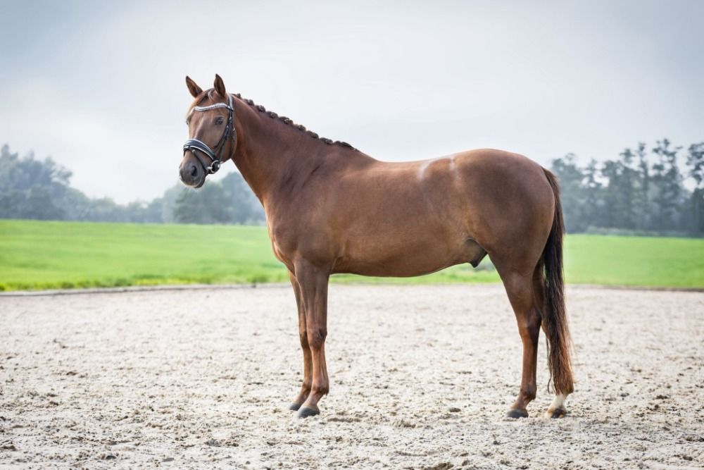 NRPS dressuurpony Ruin 9 years old Vos for sale - Photo 2