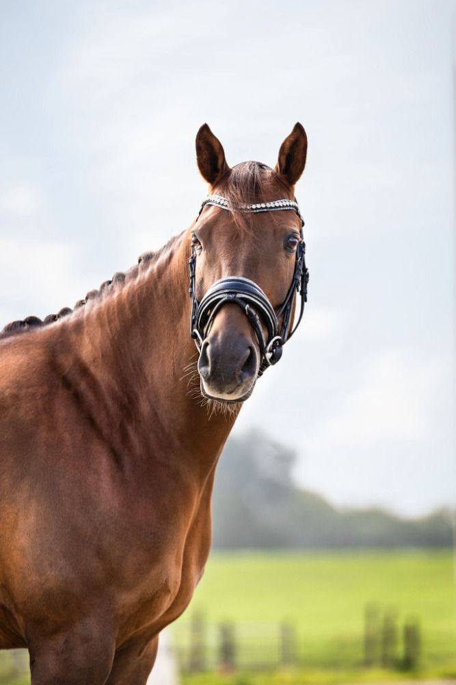 NRPS dressuurpony Ruin 9 years old Vos for sale - Photo 4