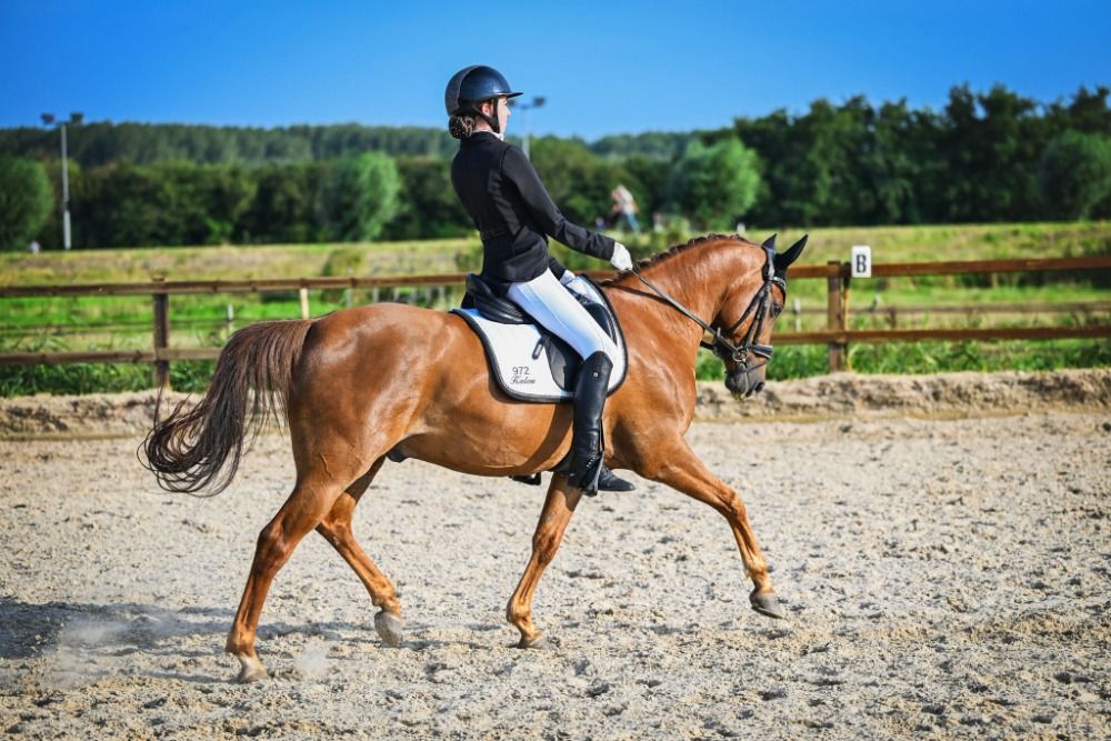 NRPS dressuurpony Ruin 9 years old Vos for sale - Photo 5