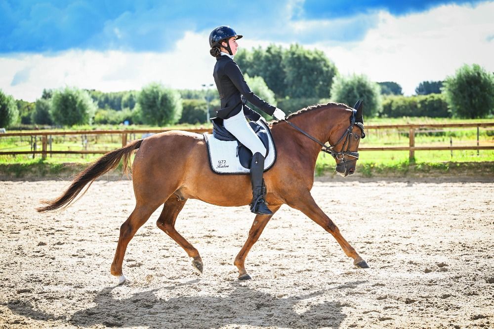 NRPS dressuurpony Ruin 9 years old Vos for sale - Photo 6