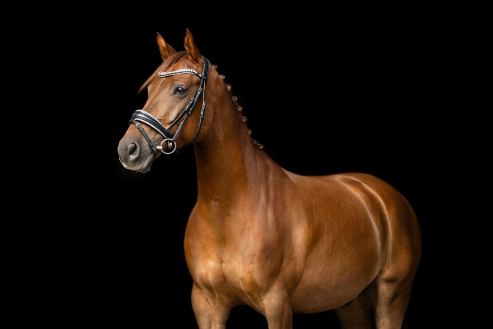 NRPS dressuurpony Ruin 9 years old Vos for sale - Photo 3